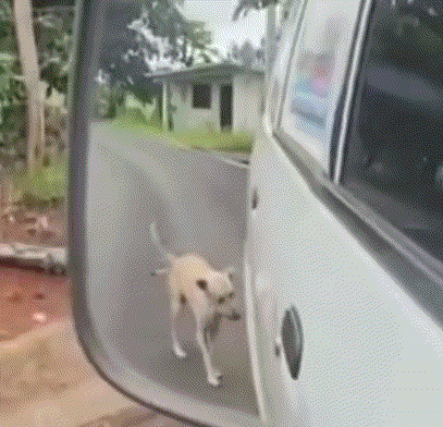 狗子想要尿在车轮上，结果车开走了尴尬了.gif