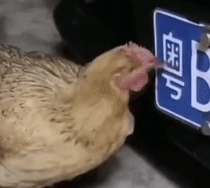 粤中取米.gif