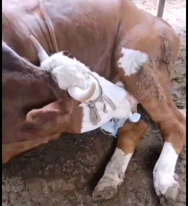 自取其乳~01.gif
