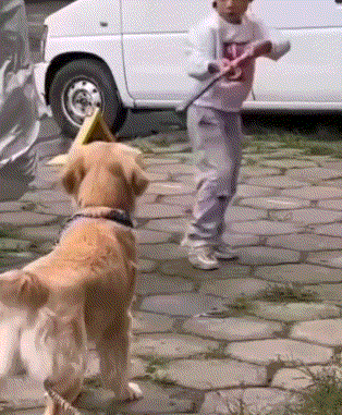 狗子和小孩哥攻守互换.gif
