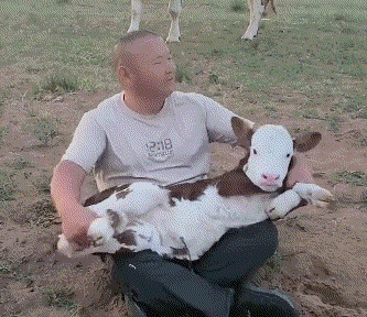 扯犊子.gif