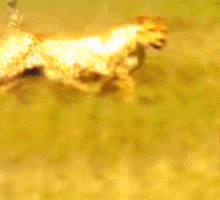 我要急支糖浆.gif