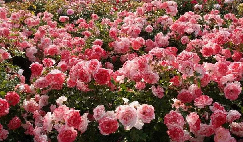 2ceb5ab416eddd06.webp