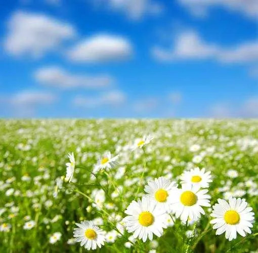 38fb2332f76c765f.webp