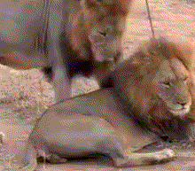 两只公狮子搞基.gif