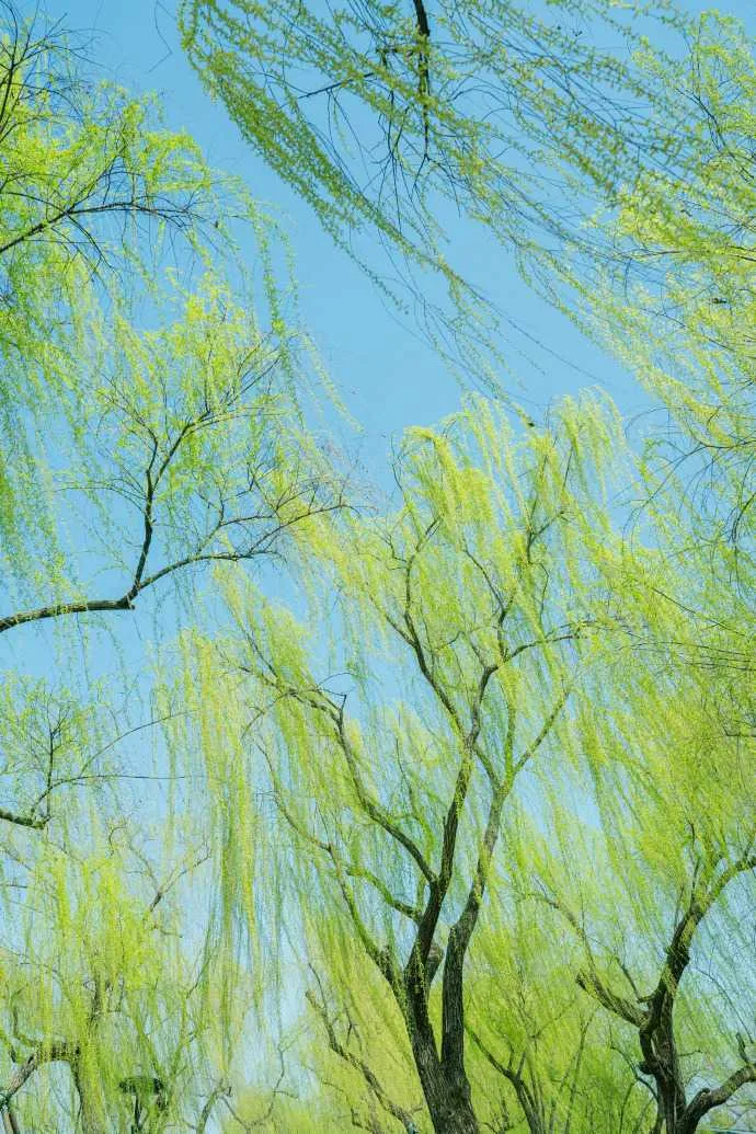 7c8ea50cd15235d2.webp