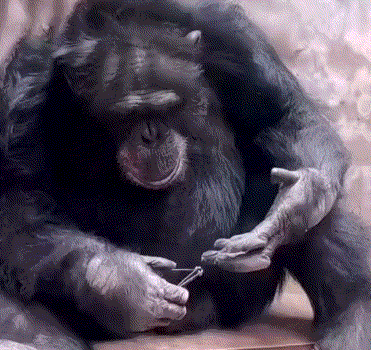 猩猩剪指甲.gif