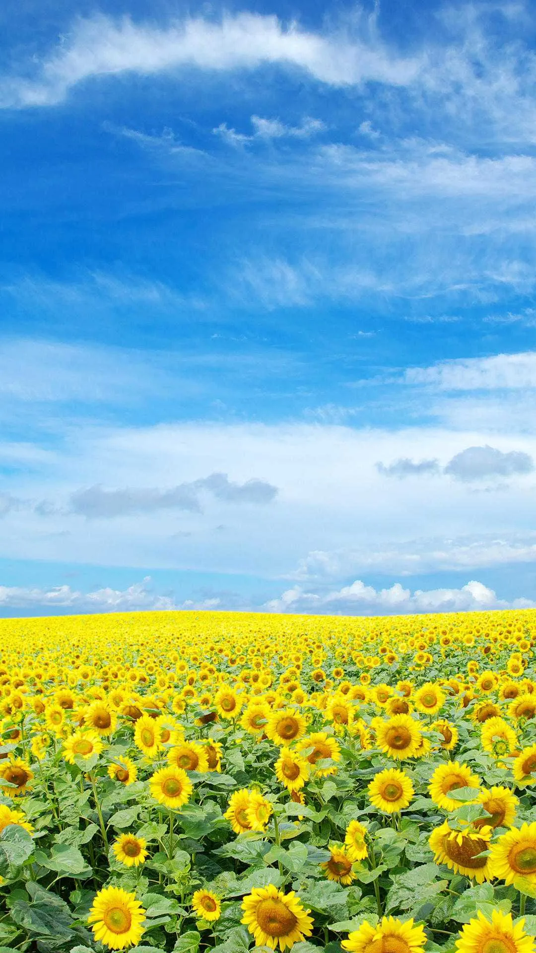 1000011576.webp