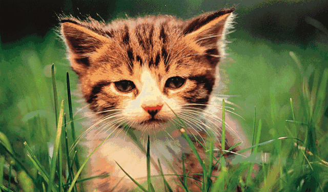 1000011615.gif