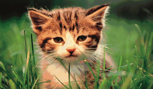 1000011616.gif