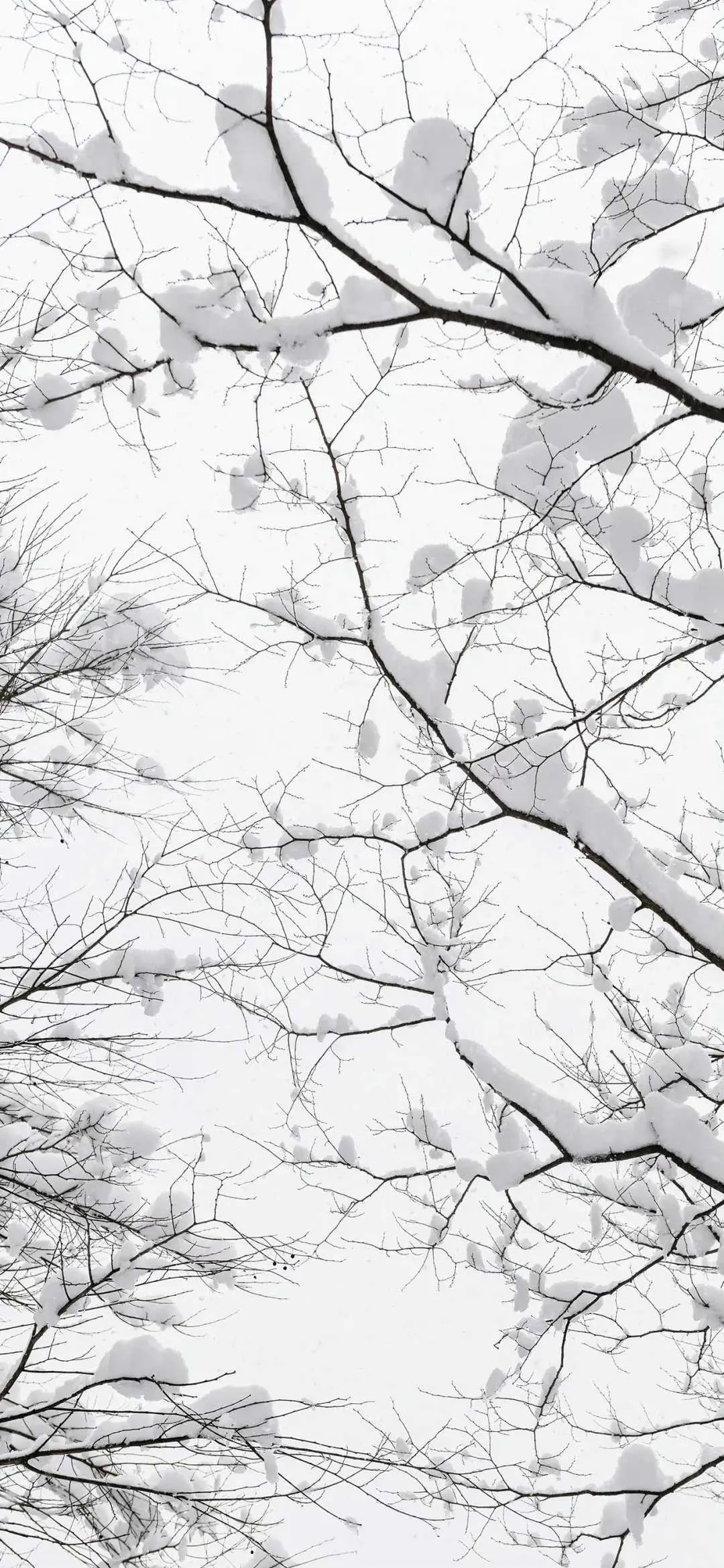 1000010817.webp