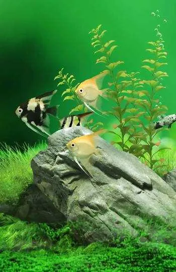1000012175.webp