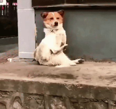鼓掌狗子.gif