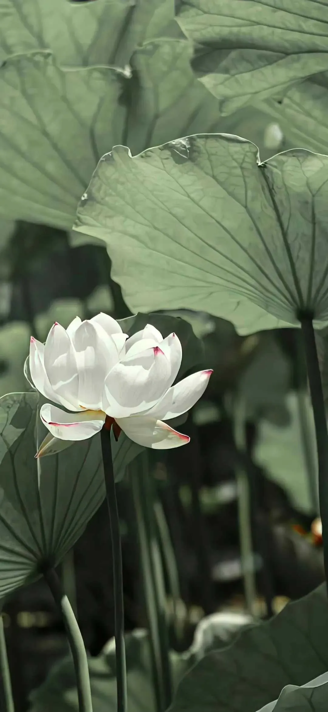 搜图神器_1734100457343.webp