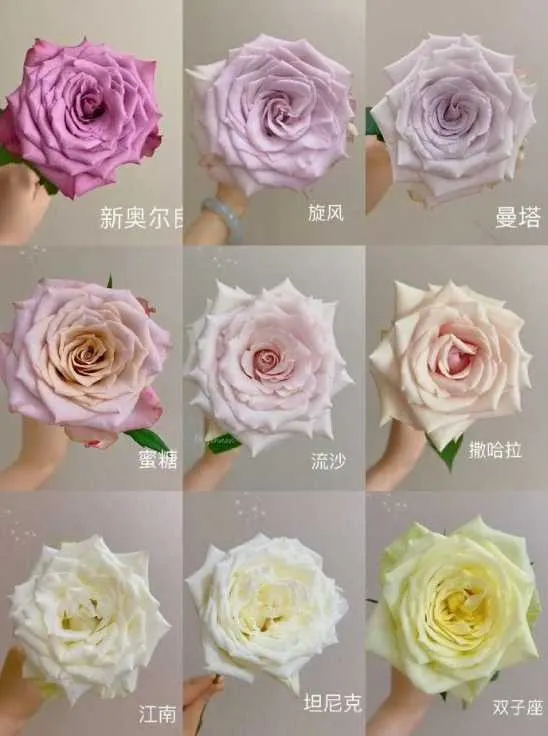 IMG_20241215_162953.webp