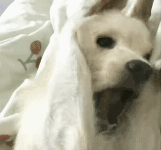 1731479919878.gif