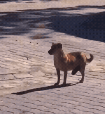 小狗子有个大丁丁.gif