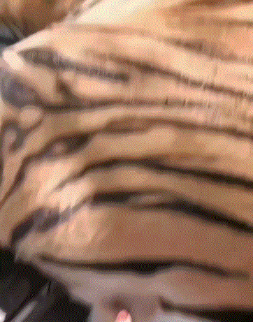 老虎核桃铃铛蛋蛋.gif