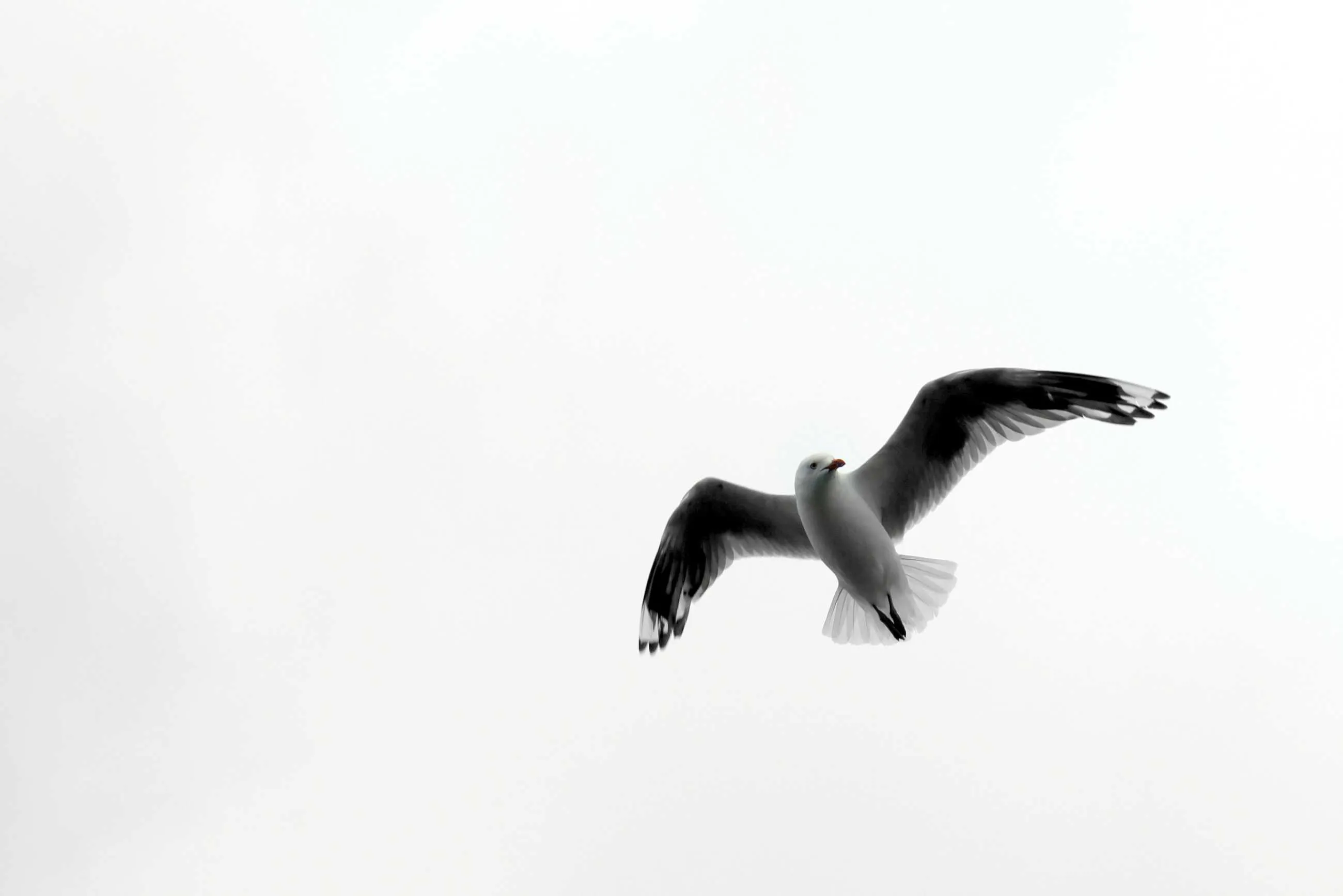 1000012850.webp