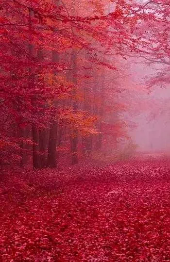 1000013221.webp