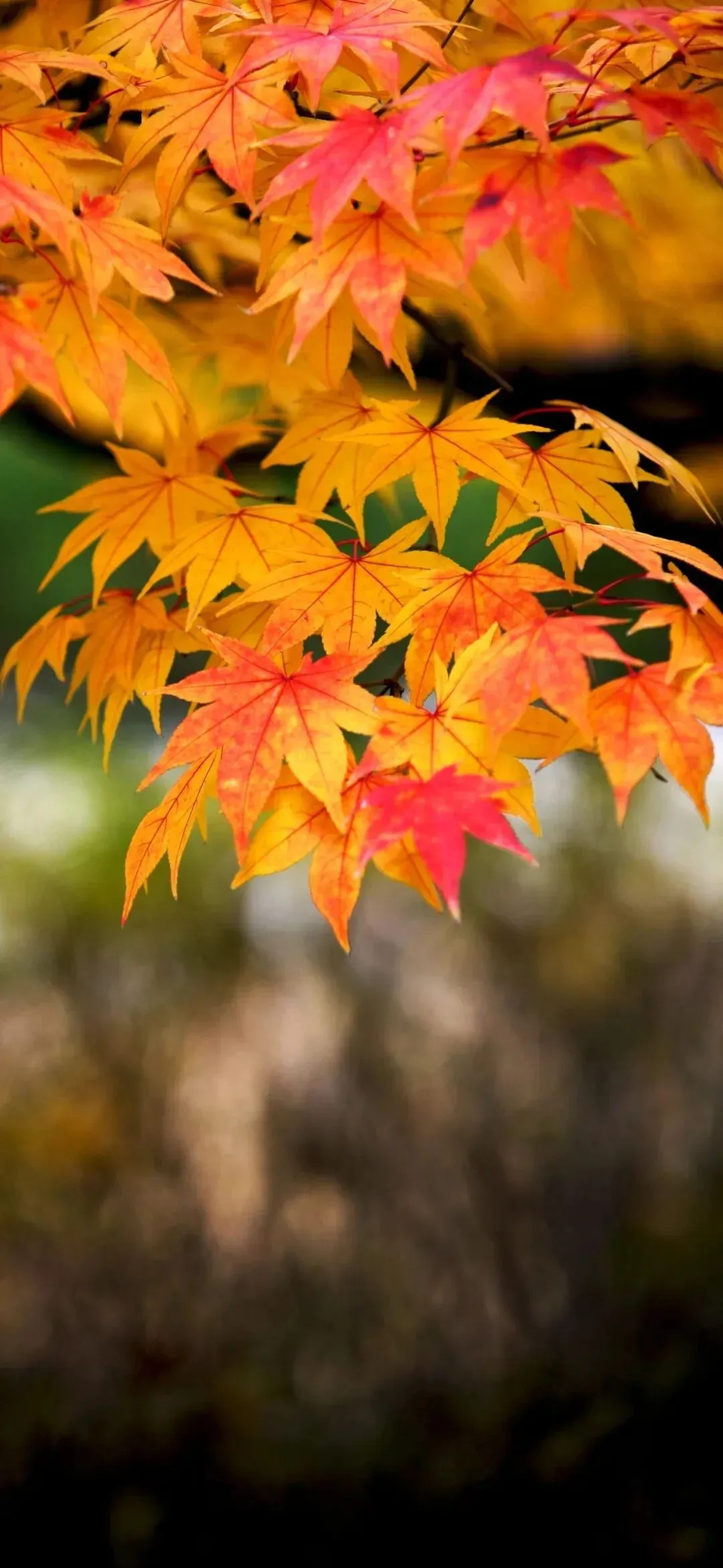 1000072458.webp