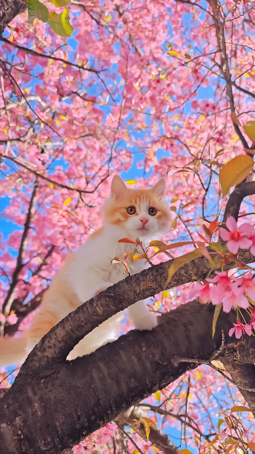 1000019203.webp