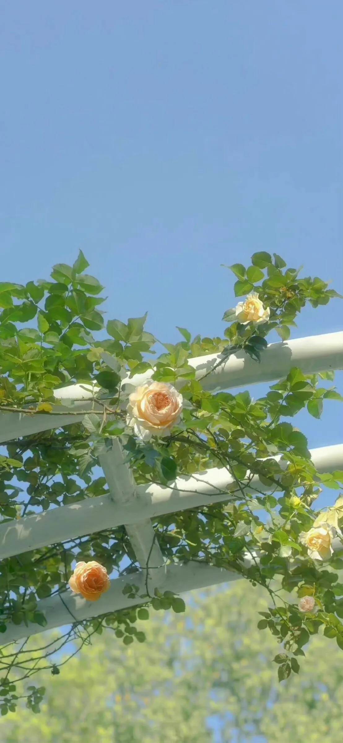 retouch_2024110504285409.webp