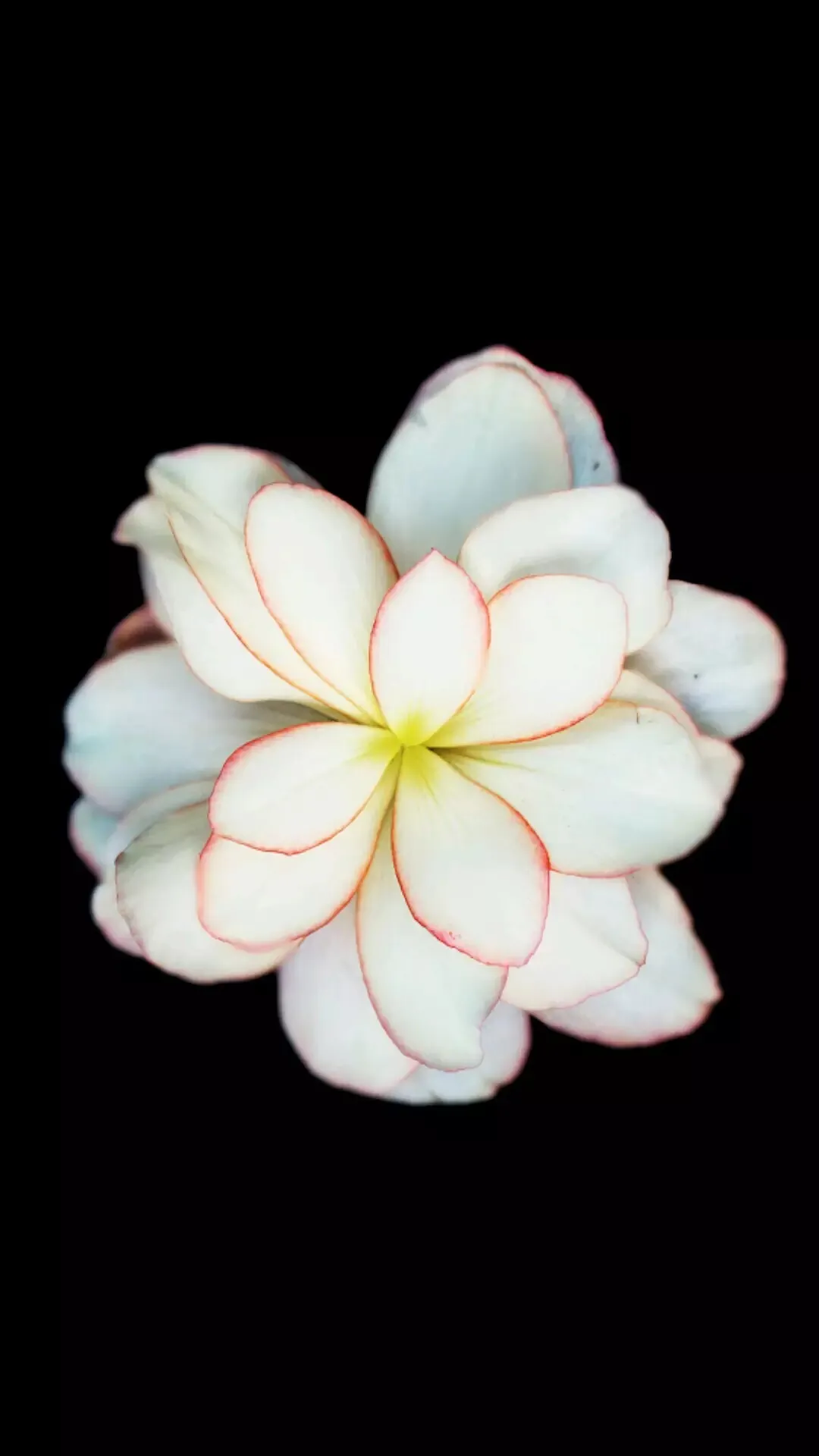 静物花卉2_&_4d72c68b-d78d-4eb4-8aa2-f8d3f61b981e.webp