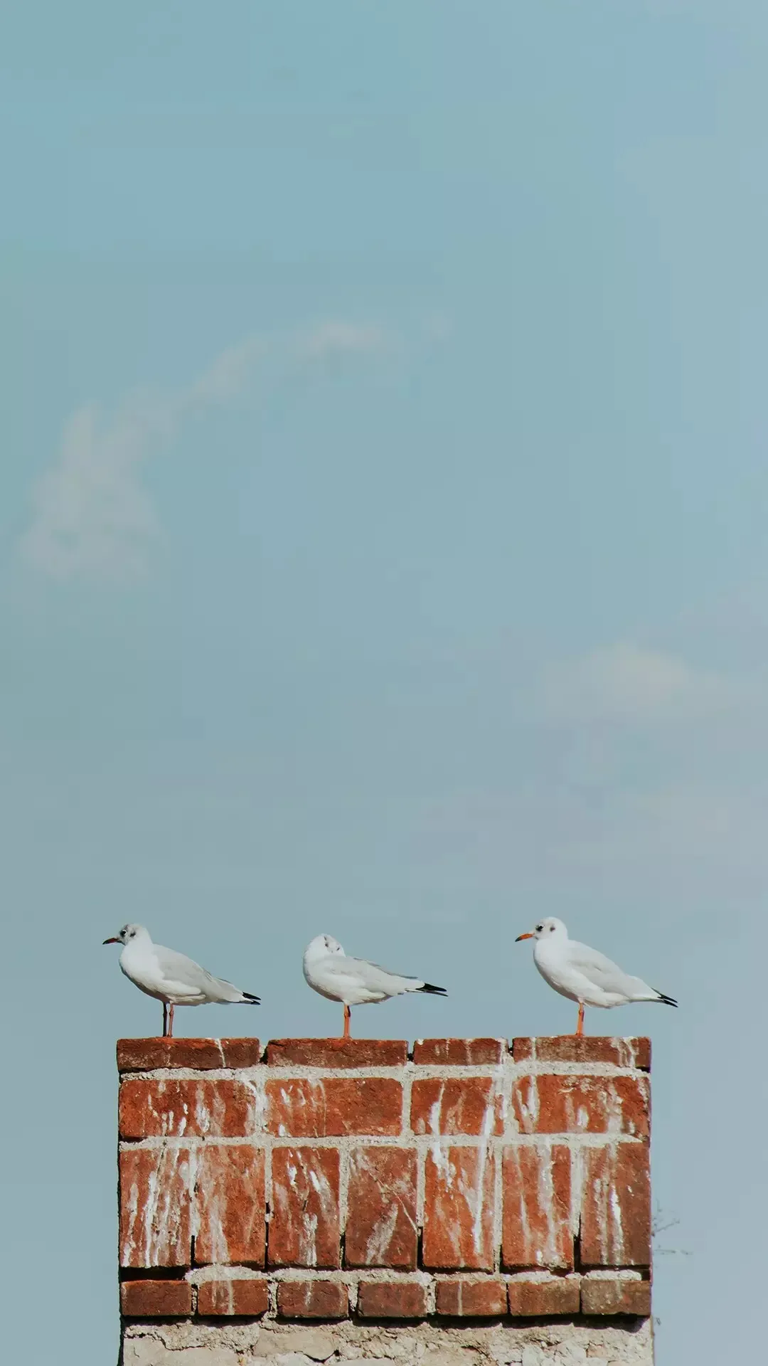 【动物】 (3)_&_ae7f27cd-c9c1-481e-a378-8a6f460a9594.webp