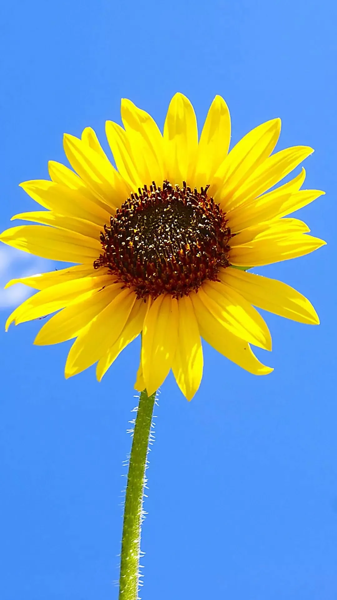 向日葵 (5)_&_0f30ac76-cea6-42d0-bd3f-631c9ed4a451.webp