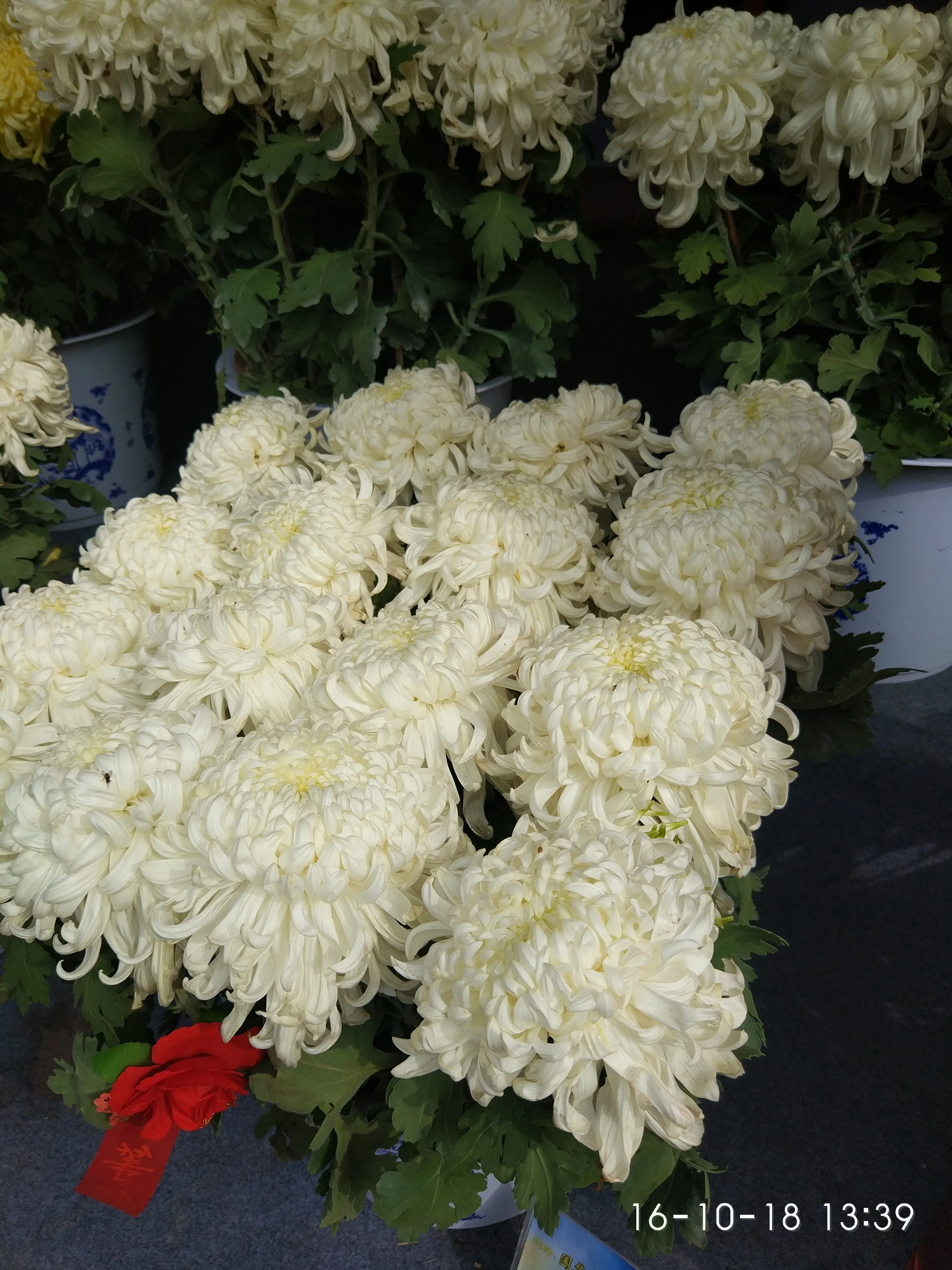 IMG_20161018_133946.webp