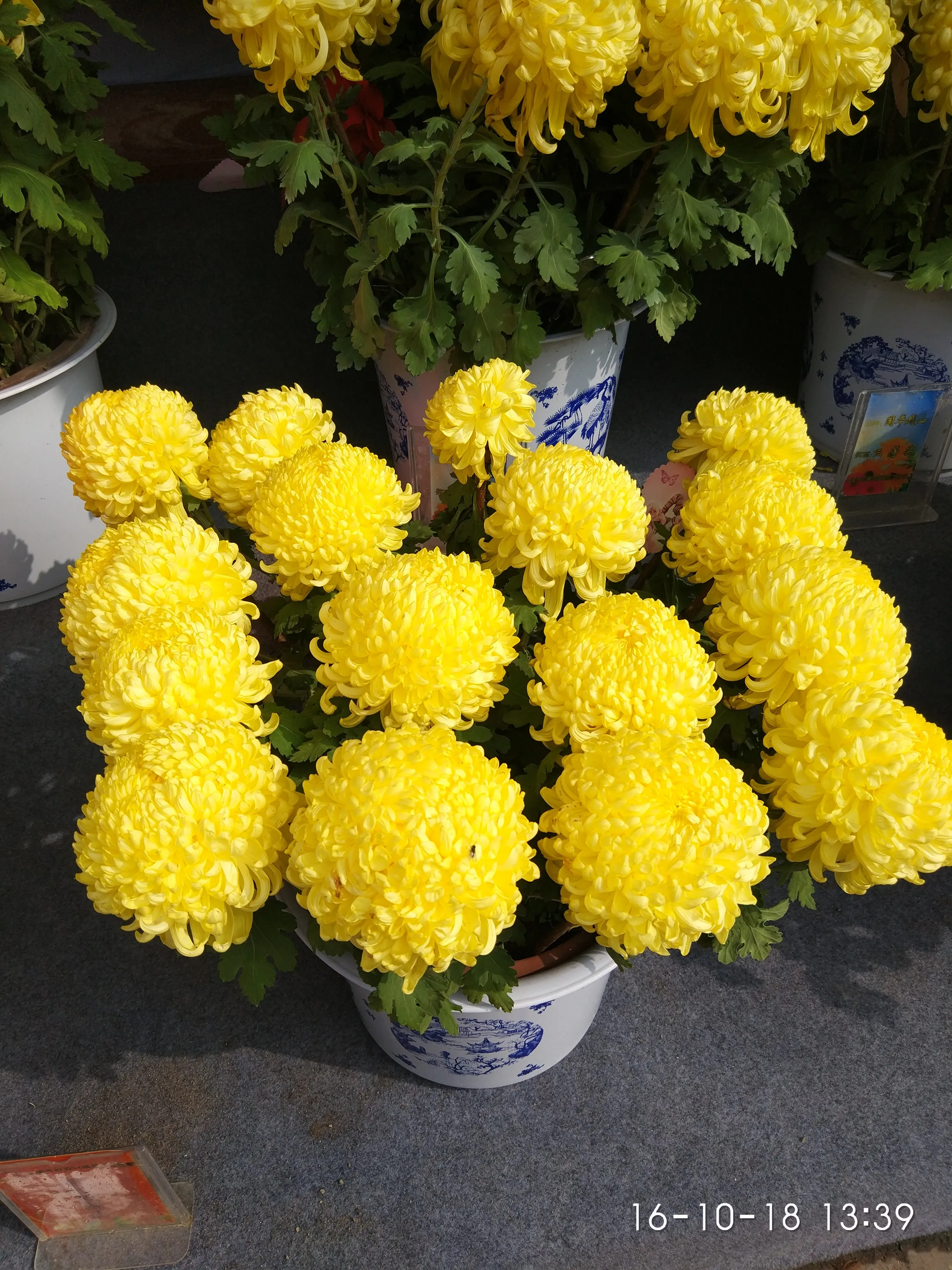 IMG_20161018_133931.webp