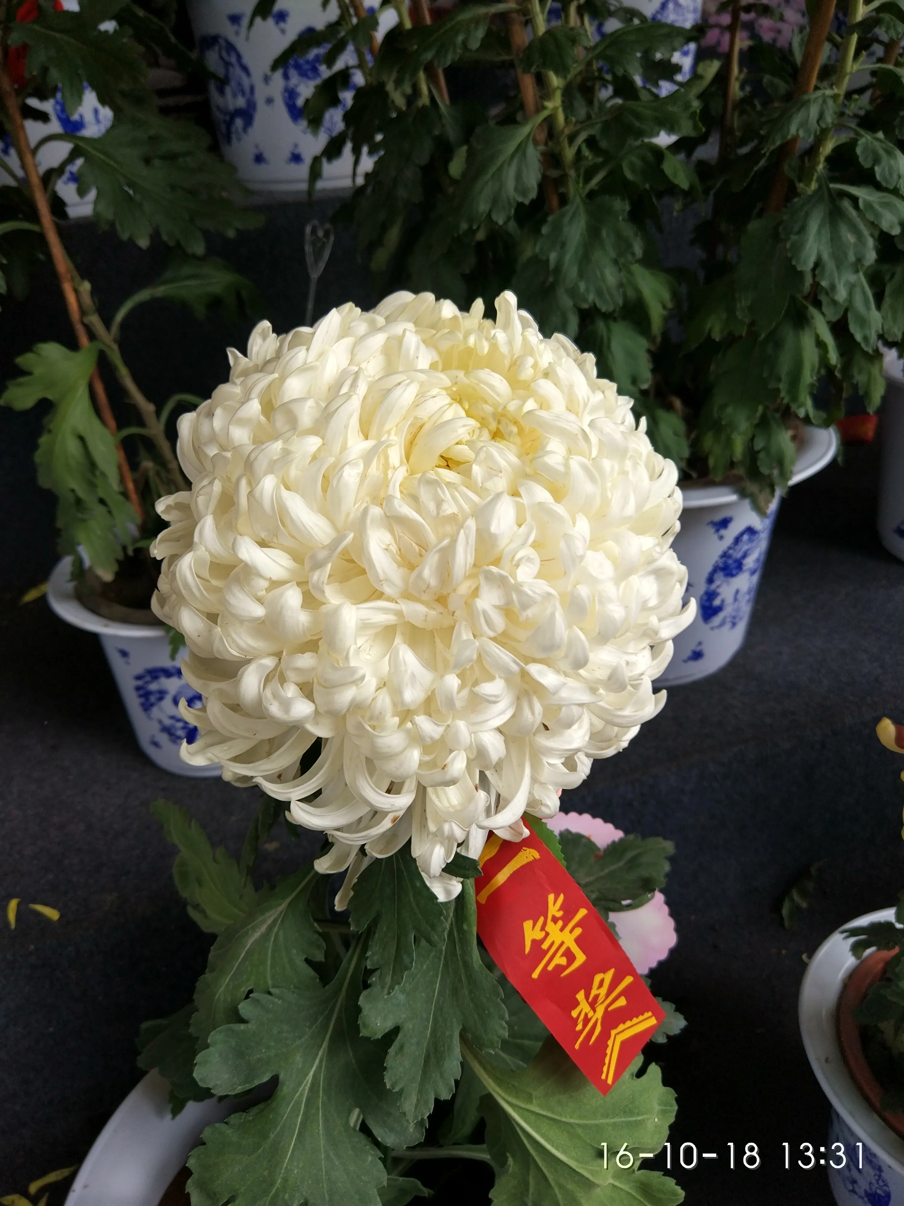 IMG_20161018_133113_HDR.webp