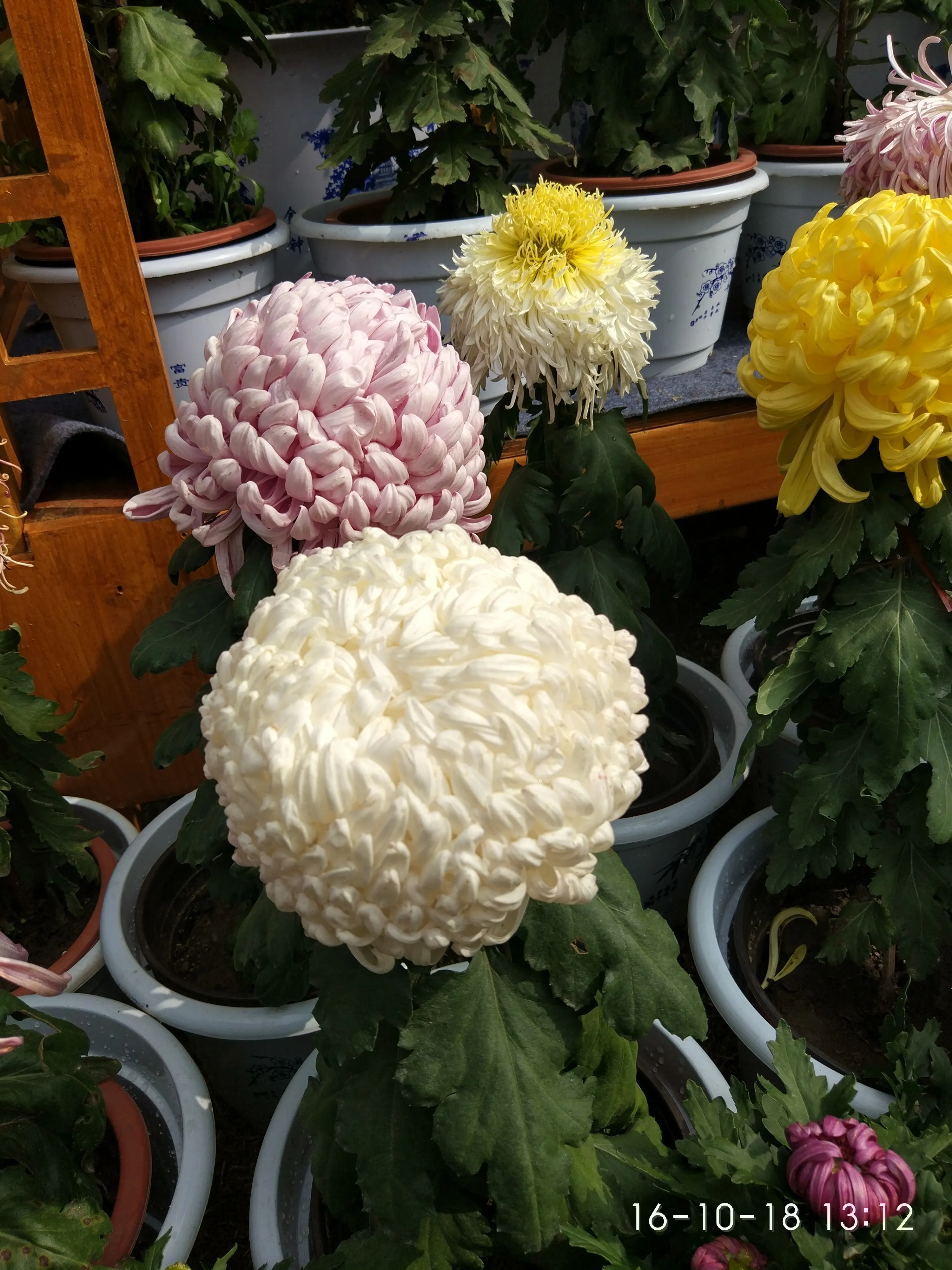 IMG_20161018_131223_HDR.webp
