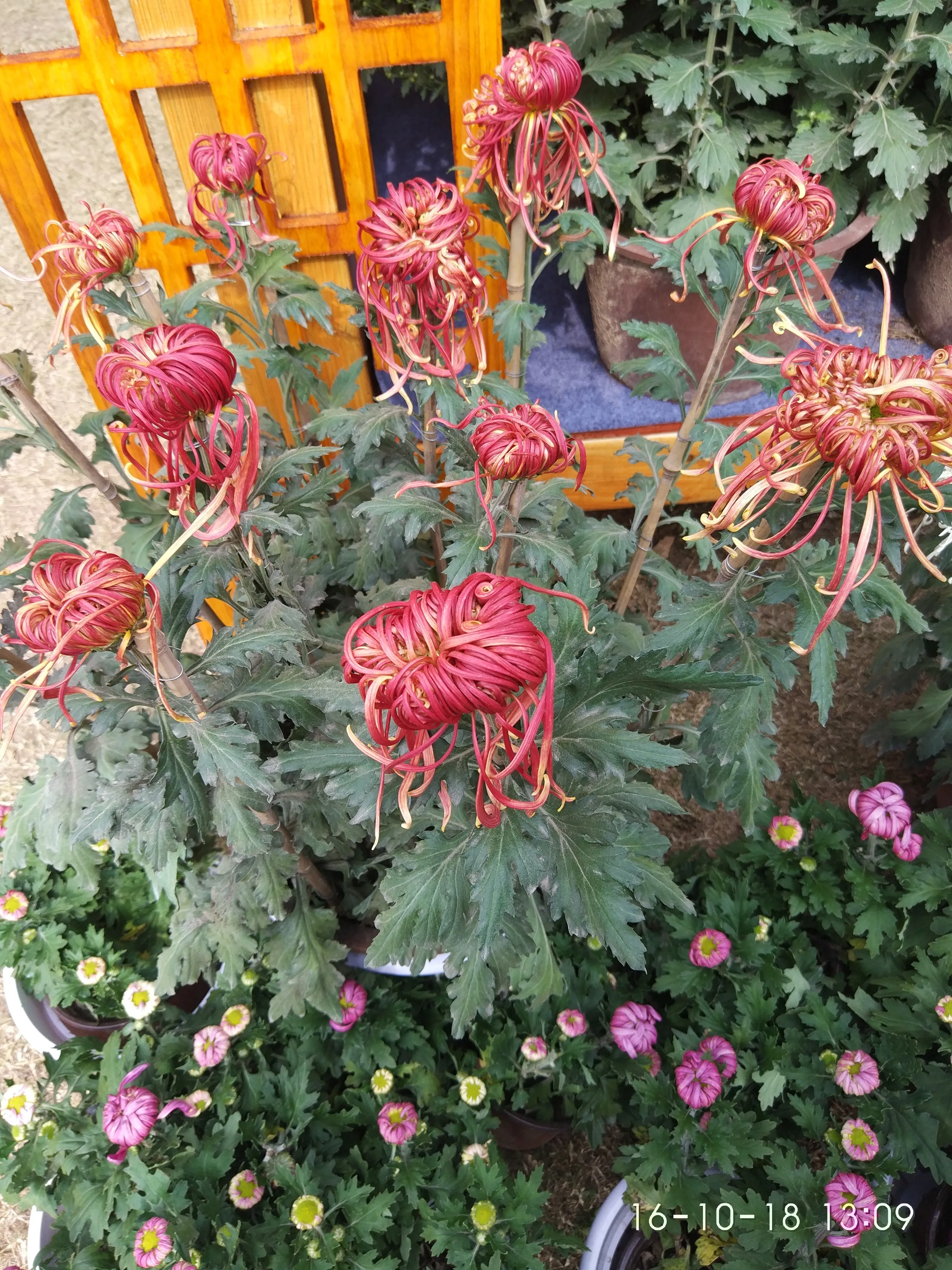 IMG_20161018_130958.webp