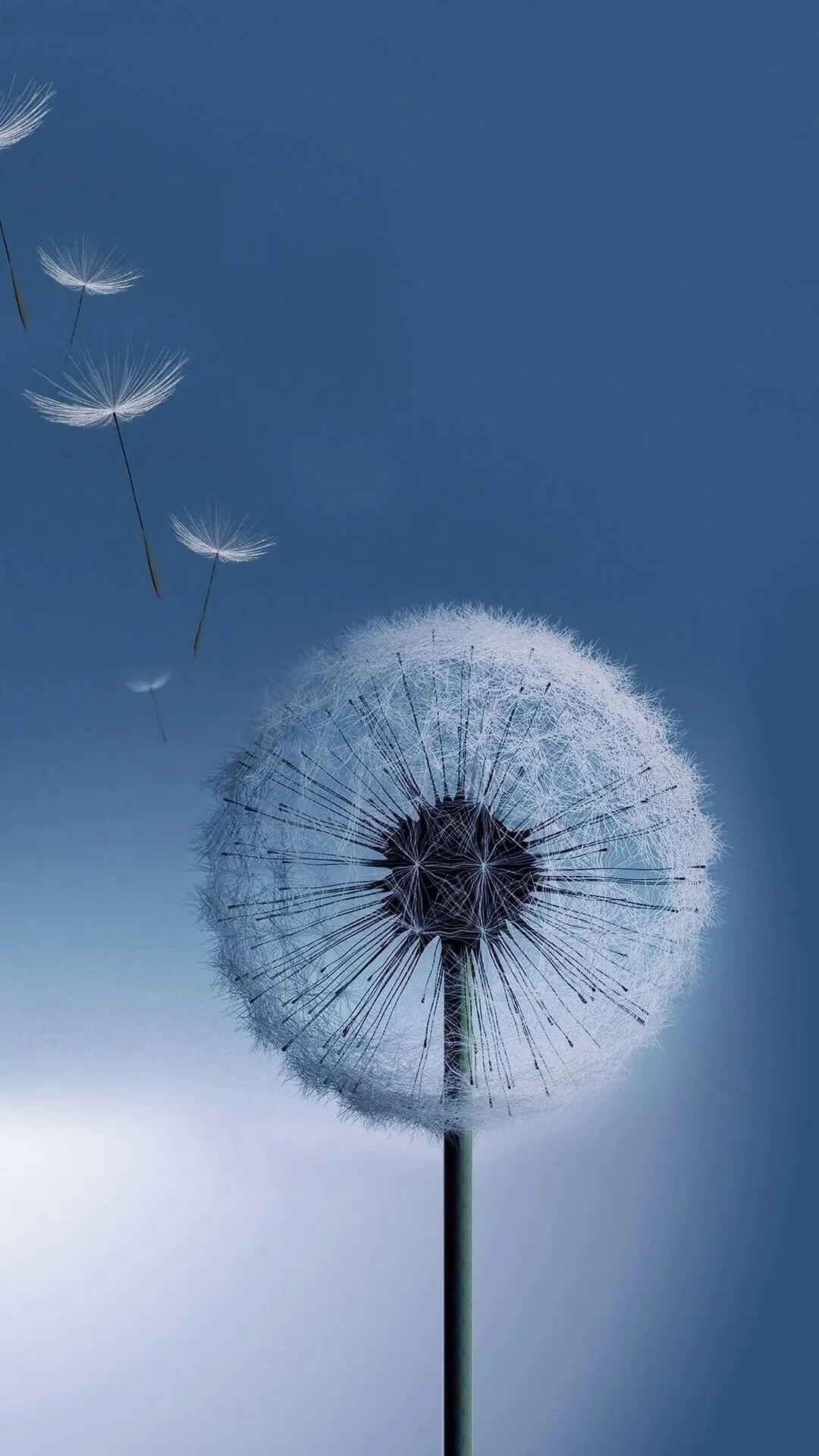 蒲公英_&_601fa54e-b269-4430-a55e-1316e3dcde0d.webp