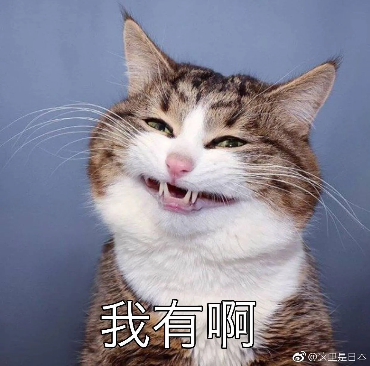 5a4c0dedbdccd6baf82357af3ebfe66d.webp