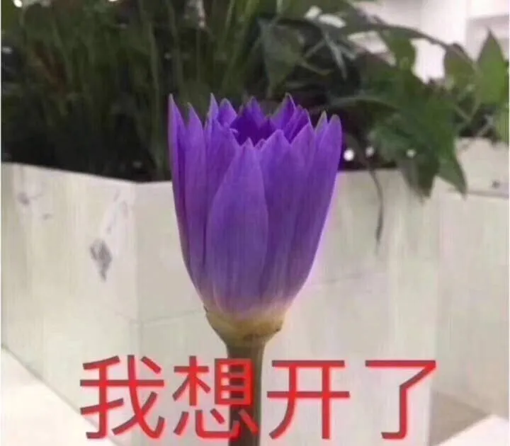 bcdf6a01782ce92ce06c1dff073c966e.webp