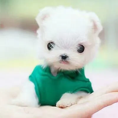 1000033828.webp