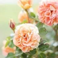 1000023808.webp